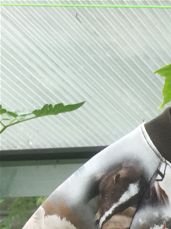 Pigerne elsker heste så sommeren 2019 måtte de jo lige have en t-shirt hver