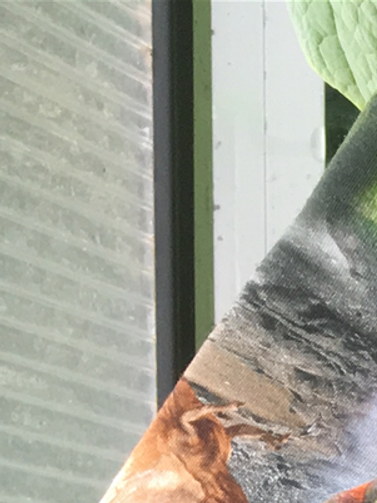 2019 Nohr er vild med dino`er så lige en Nohr t-shirt